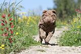 SHAR-PEI 427